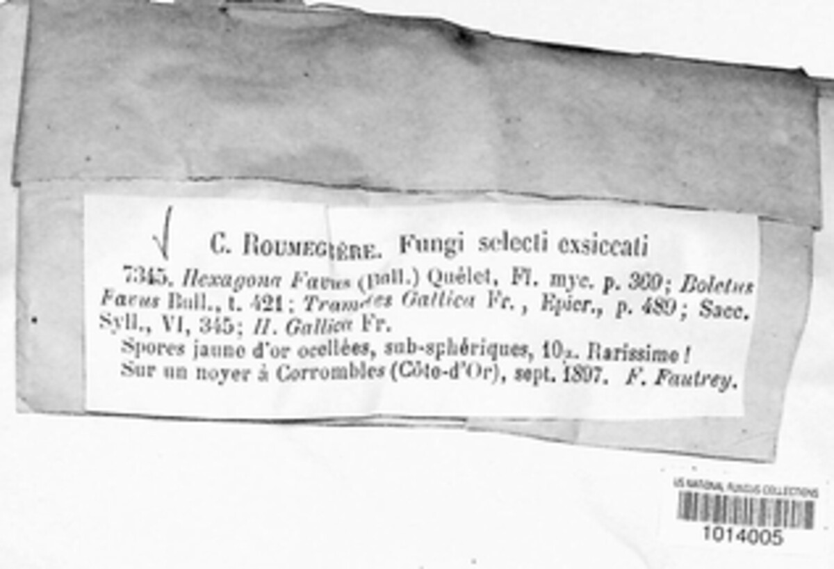 Coriolopsis gallica image